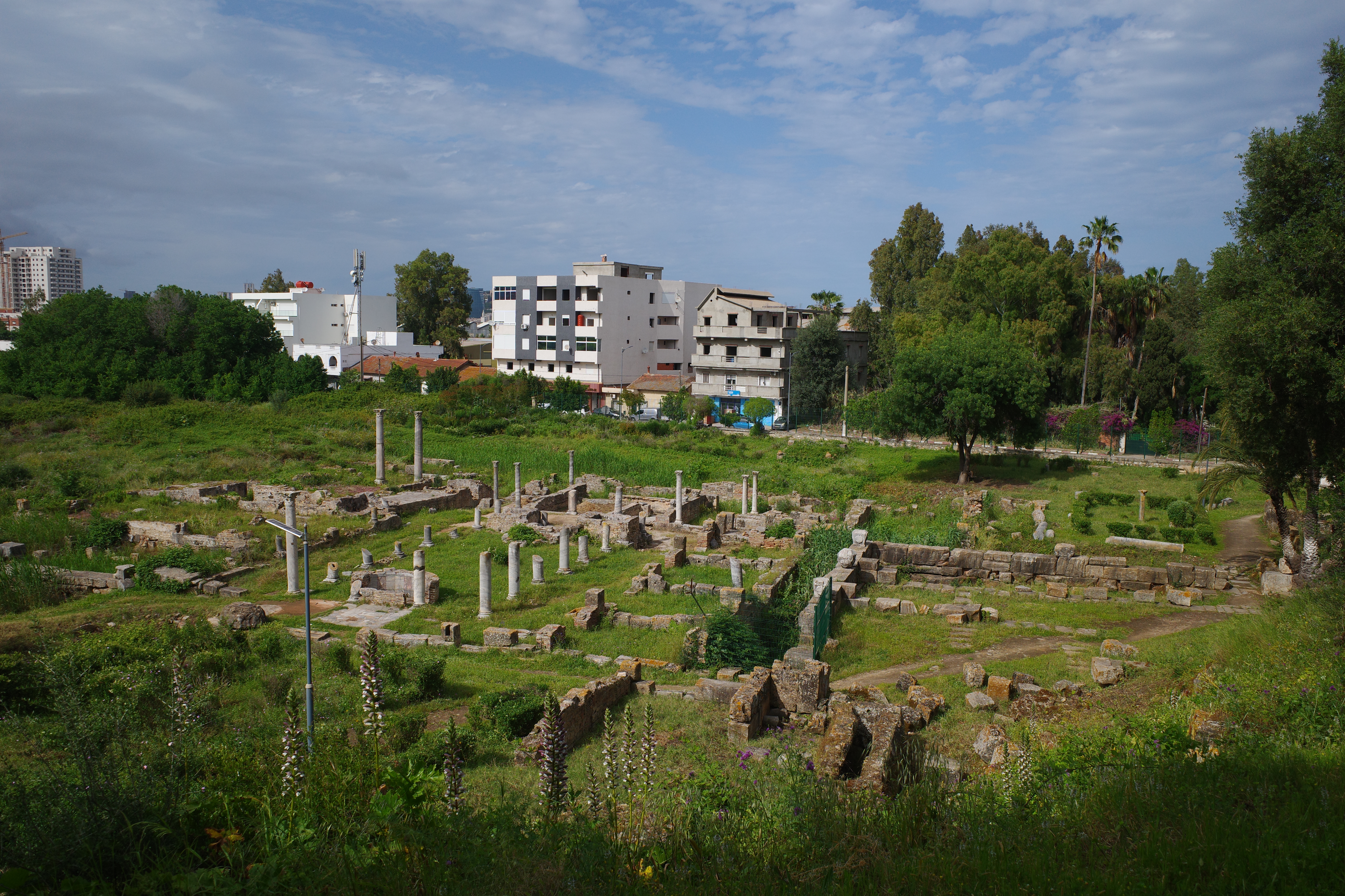 Hippo Regius