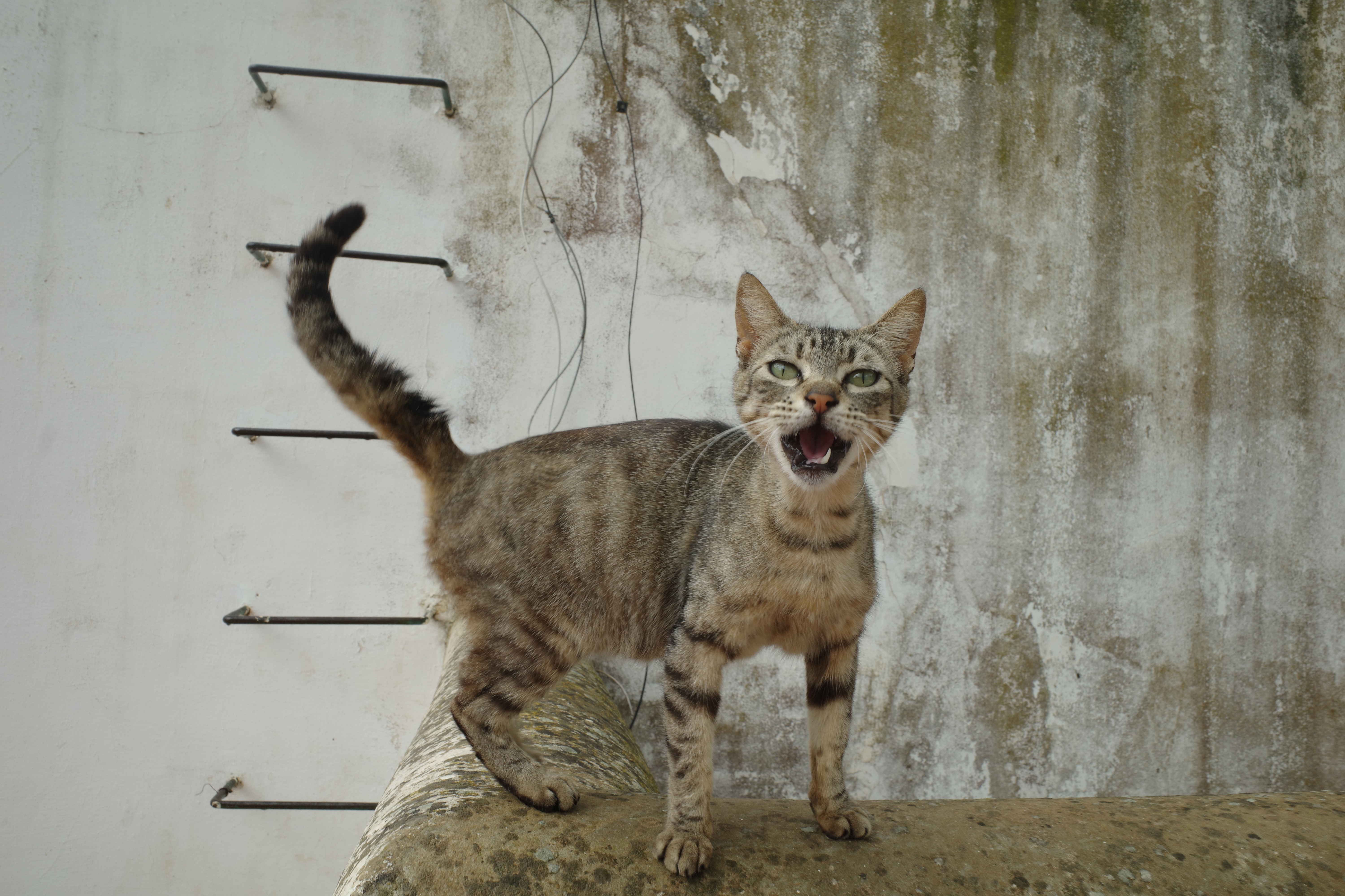 Meow